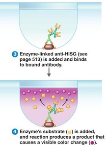 Indirect ELISA: anti-antibody and substrate reaction
