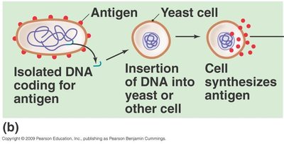 Diagram of recombinant subunit vaccine production