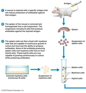 Monoclonal antibody production process