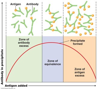 Precipitation reaction and zone of equivalence