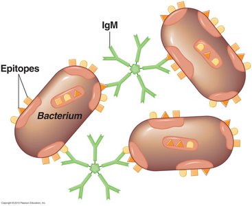 Agglutination reaction between IgM and bacteria