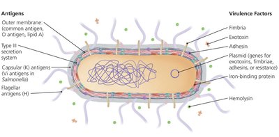 Antigens and Virulence Factors of Typical Enteric Bacteria