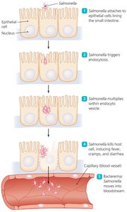 The Events in Salmonellosis