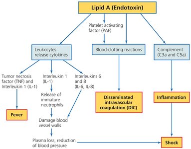 Potential Effects of Lipid A (Endotoxin)
