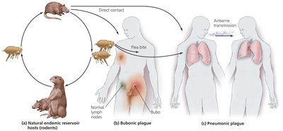 The Natural History and Transmission of Yersinia Pestis