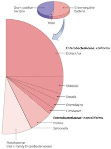 Relative Causes of Healthcare-Associated Infections in the United States