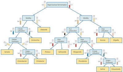 A Dichotomous Key for Distinguishing Among Enteric Bacteria