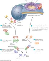 The classical pathway and the complement cascade