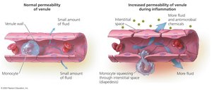 Increased vascular permeability during inflammation