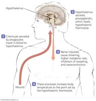 Theoretical explanation for the production of fever in response to infection