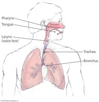 Structure of the respiratory system lined with mucous membrane