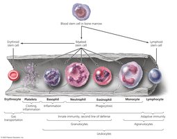 Schematic representation of hematopoiesis