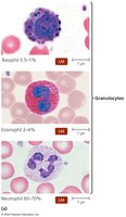 Leukocytes as seen in stained blood smears (granulocytes)