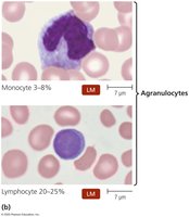 Leukocytes as seen in stained blood smears (agranulocytes)