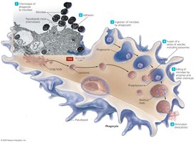 The events in phagocytosis