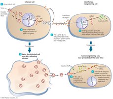 The actions of alpha and beta interferons