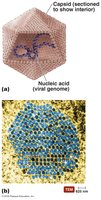 Diagram and electron micrograph of a virion showing capsid and nucleic acid