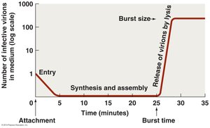 Pattern of virion abundance in lytic cycle