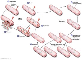 The lysogenic replication cycle in bacteriophages