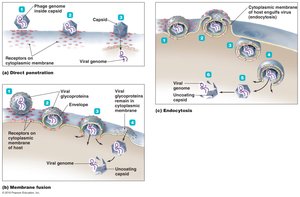 Three mechanisms of entry of animal viruses