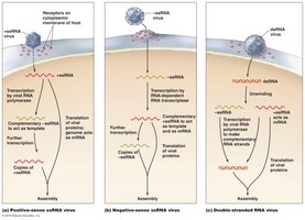 Synthesis of proteins and genomes in animal RNA viruses