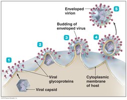 The process of budding in enveloped viruses