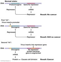 The oncogene theory of the induction of cancer in humans