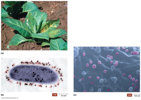 Examples of plant, bacterial, and human hosts of viral infections