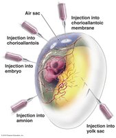 Inoculation sites for the culture of viruses in embryonated chicken eggs