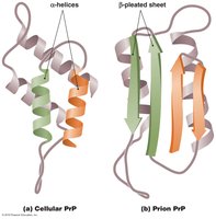 The two stable, three-dimensional forms of prion protein (PrP)