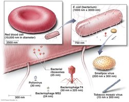 Relative sizes of selected virions compared to cells and organelles