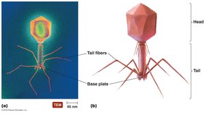 Complex shape of bacteriophage T4