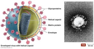 Structure of an enveloped virus with helical capsid and glycoproteins