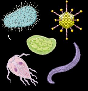 Illustrations of bacteria, virus, protozoa, and helminth