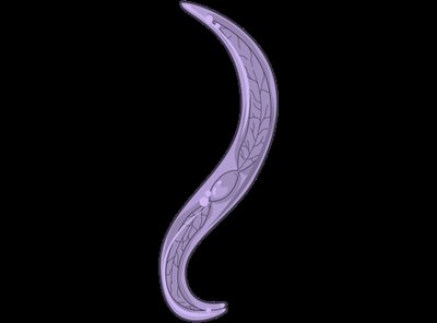 Helminth (parasitic worm)