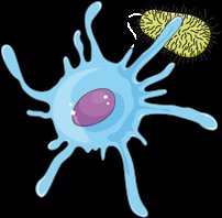 Major lymphoid organs in the human body