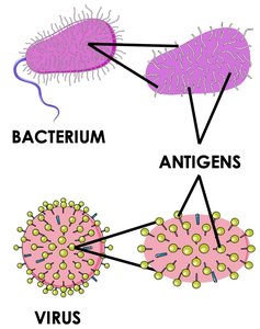 Antigens on bacteria and viruses