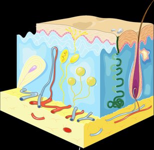 Cross-section of skin as a barrier