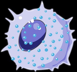 Phagocyte engulfing a bacterium
