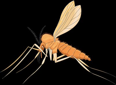 Mosquito as a disease vector