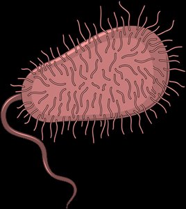Bacterial cell structure