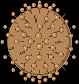 Virus structure
