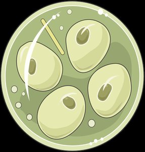 Fungal cells