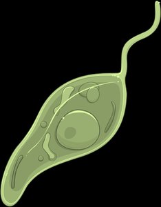 Protozoan cell