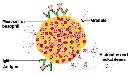 Diagram of mast cell or basophil with IgE, antigen, granules, and release of histamine and leukotrienes
