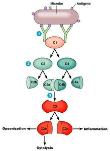 Complement activation cascade diagram
