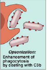 Opsonization: enhancement of phagocytosis by coating with C3b