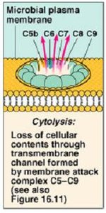 Cytolysis: membrane attack complex formation