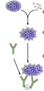 Diagram of drug-induced thrombocytopenic purpura mechanism