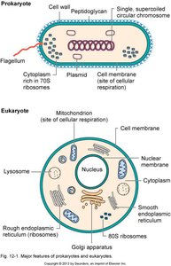 Diagram comparing prokaryotic and eukaryotic cell structures